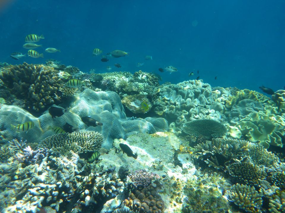 Auf dem Bild ist ein Korallenriff mit Fischen und Algen zu sehen.